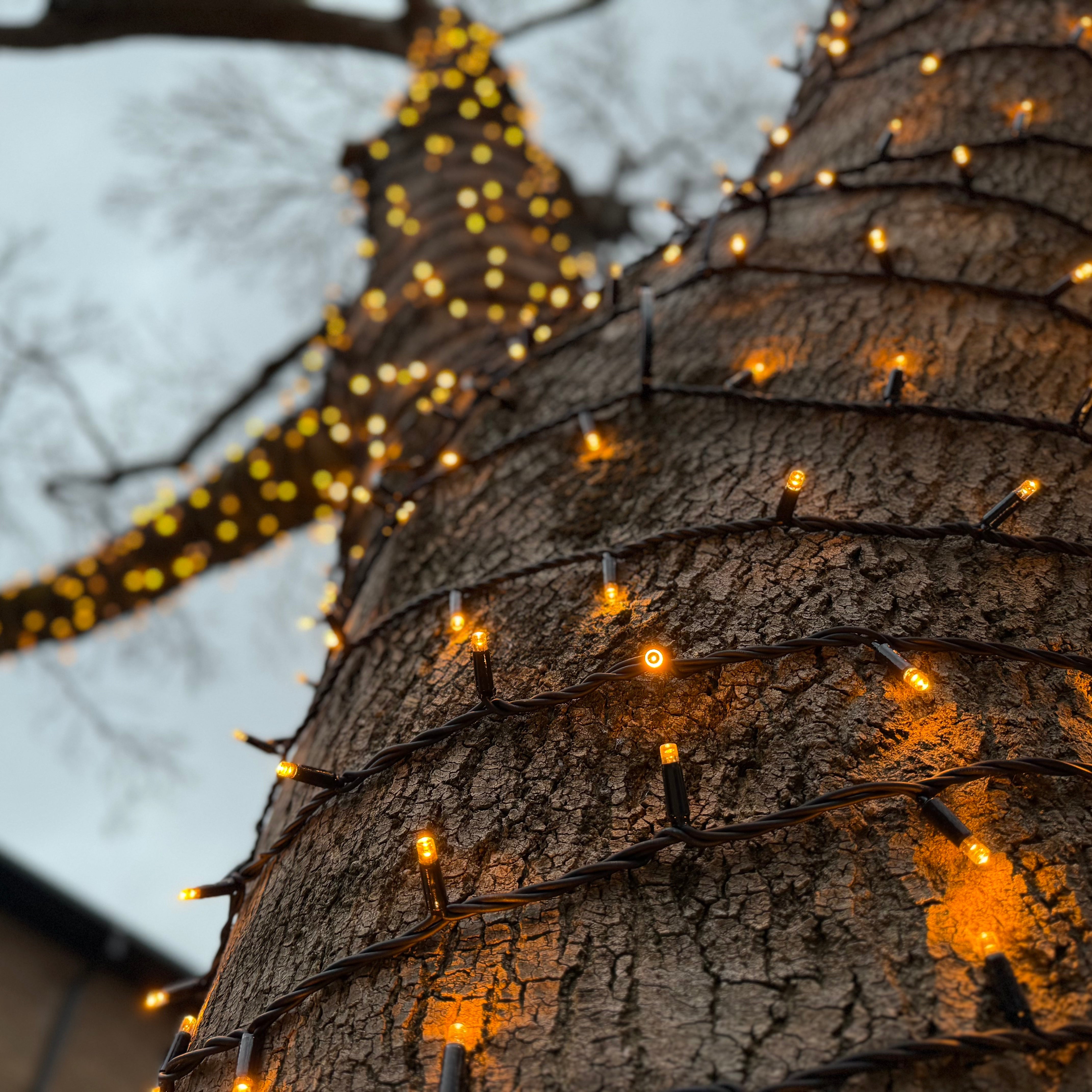 Tree Lights