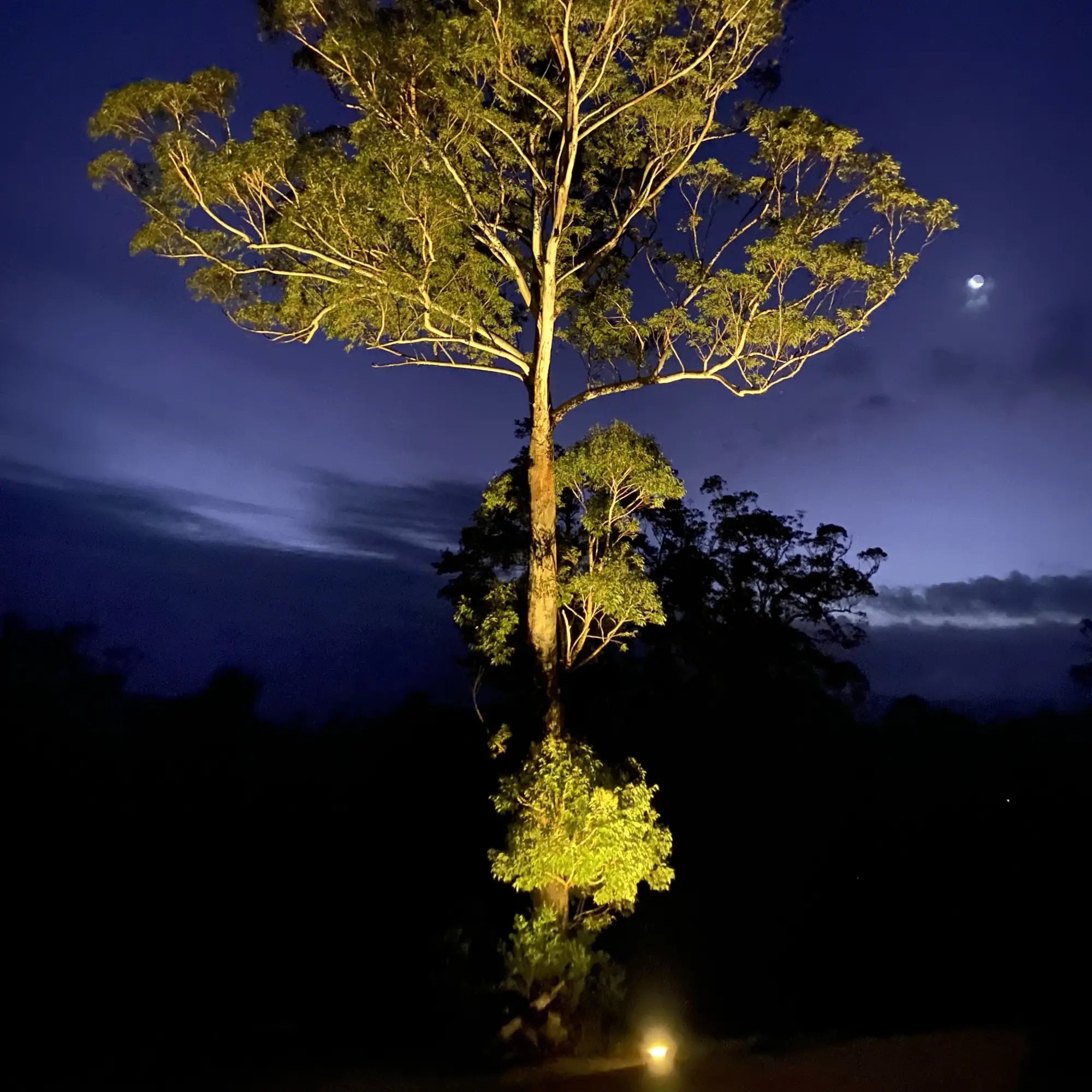 Residential Tree Lighting